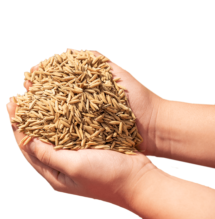 novo-import
